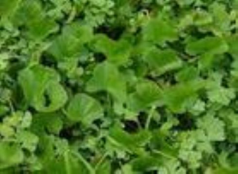 Centella Asiatica Extract